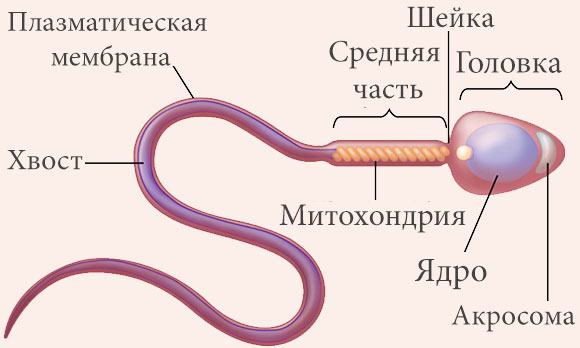 Строение сперматозоида