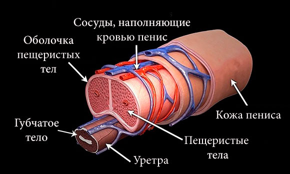 Строение пениса