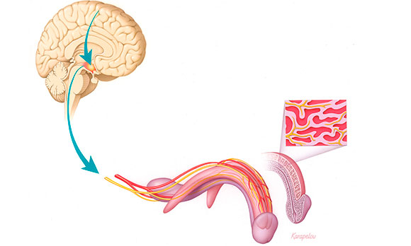Эрекцию запускает и контролирует головной мозг