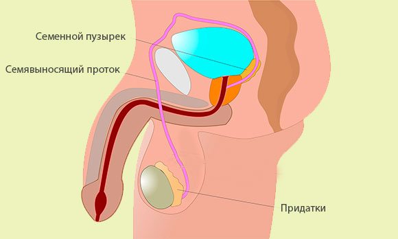 Семявыносящие пути