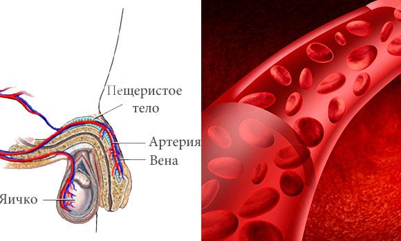 Кровоснабжение полового члена