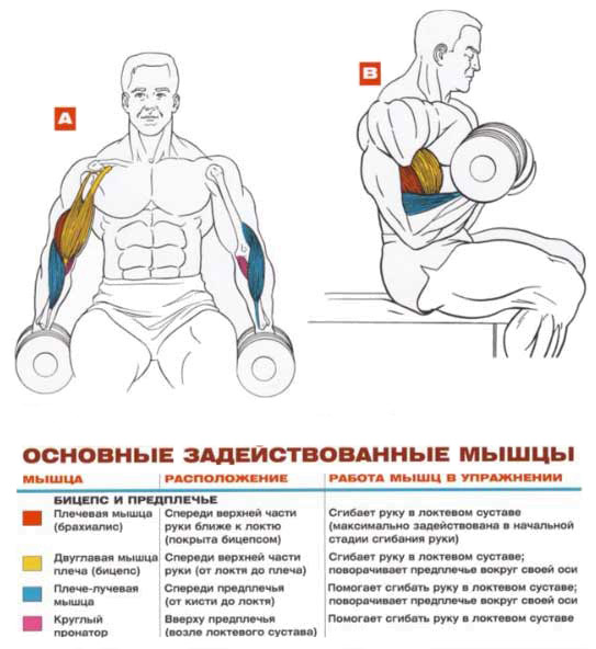 Как правильно качать бицепс?