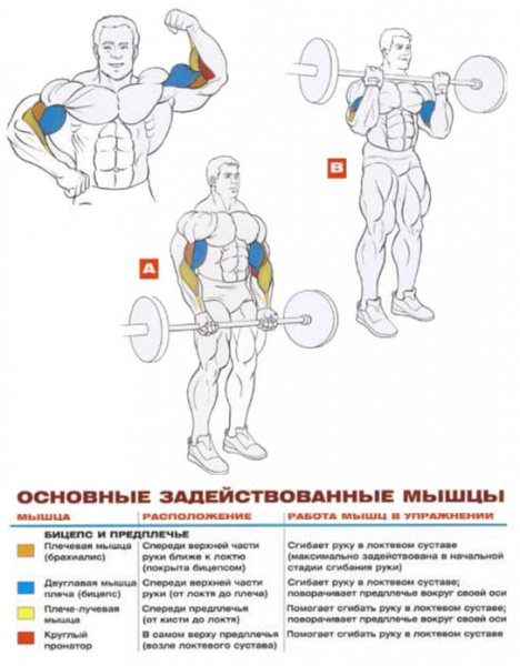 Как правильно качать бицепс?