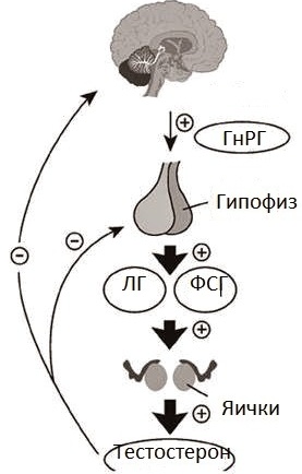 Как вырабатывается тестостерон у мужчин?