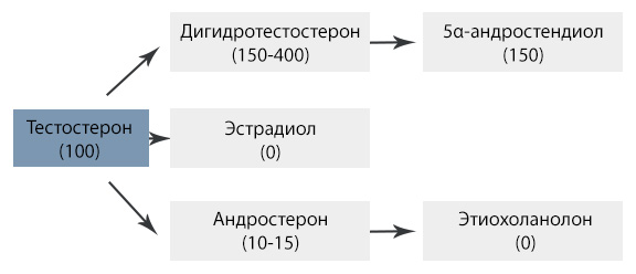 Как вырабатывается тестостерон у мужчин?