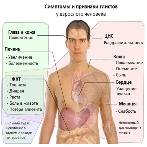 Нужно ли чистить организм от паразитов?